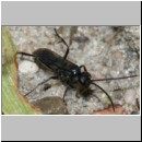 Priocnemis melanosoma - Wegwespe m03a 6mm OS-Wallenhorst-Tongrube-Lehmwiese-det.jpg